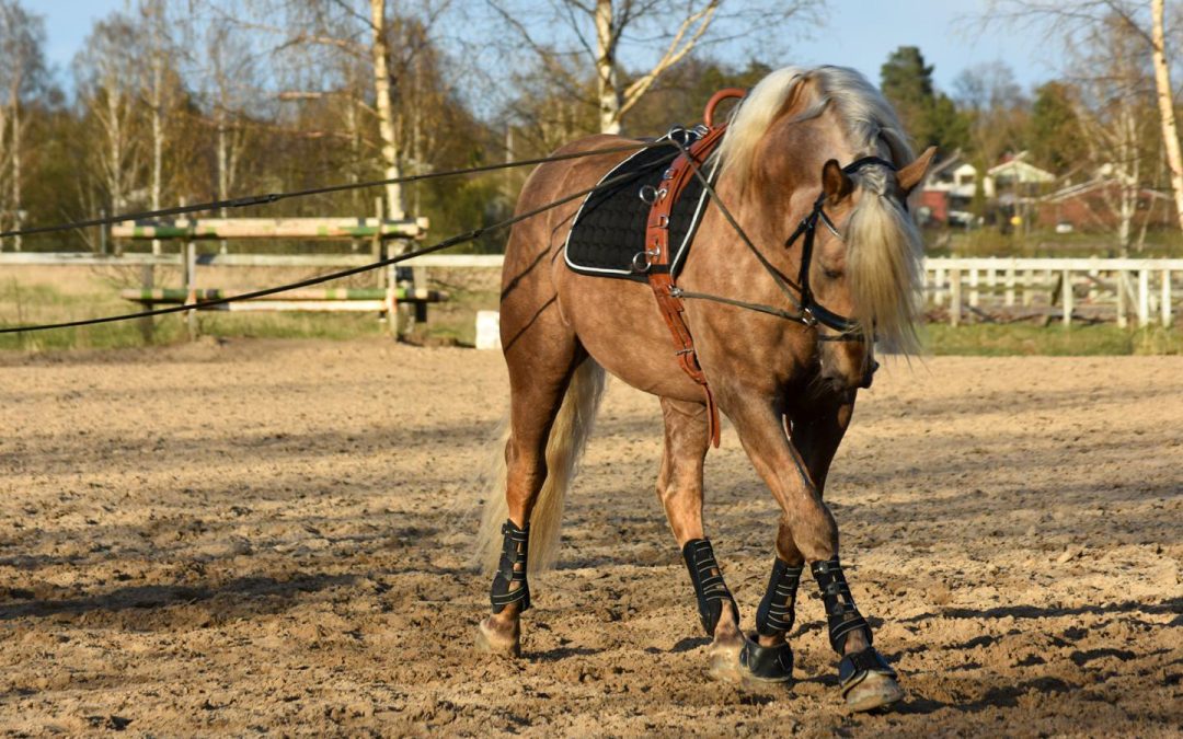 Håkan “Hockus” Wahlman opettaa Takkulassa: Ohjasajoklinikka ja valmennukset